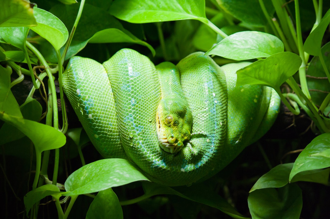 green snake on a tree branch