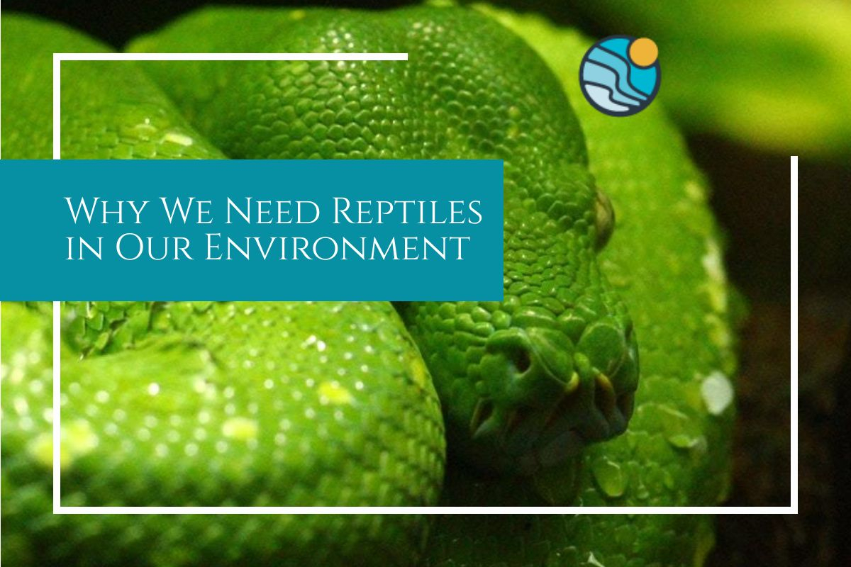 reptiles in our environment