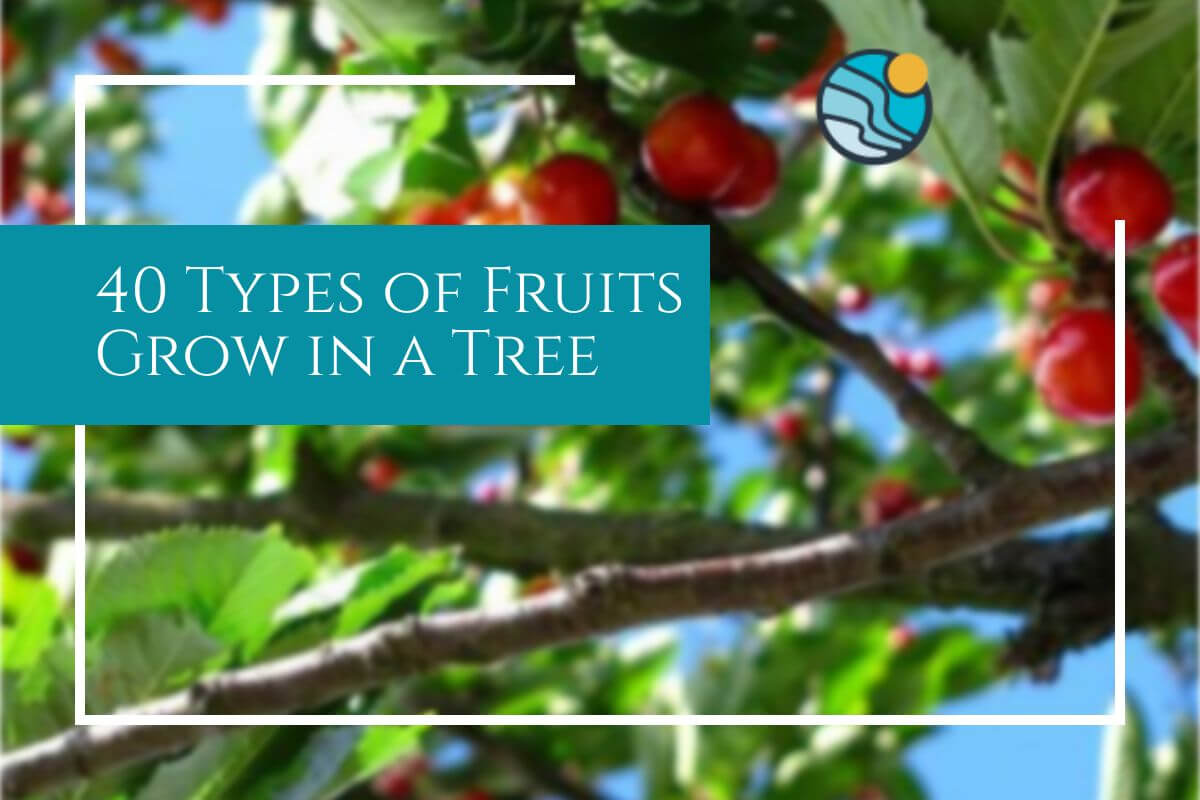 40 fruit type tree