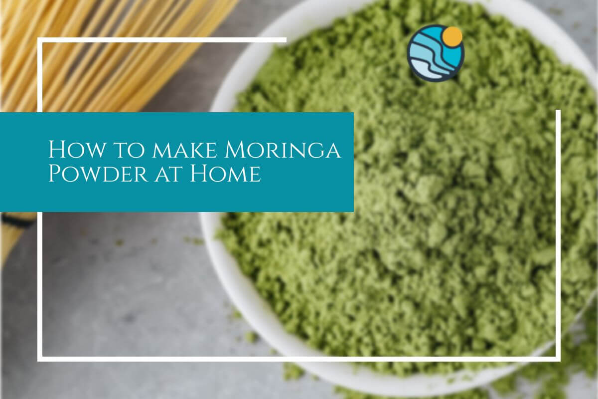 making moringa powder from home